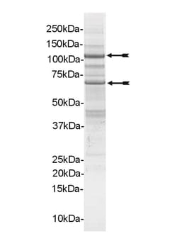 Eurofins DiscoverX PI3 Kinase (p110 /p65 ) Human Protein 250 &mu;g | Buy Online | Eurofins DiscoverX | Fisher Scientific